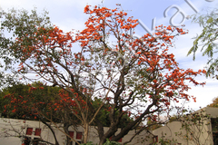 Butea monosperma